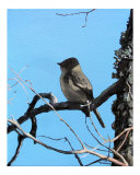 Eastern Phoebe study 1