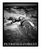 Petrified Forest