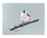 Tuffed Titmouse Study 3