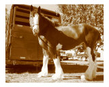 Clydesdale Horse