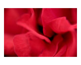 Petals