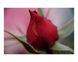 Rose Bud