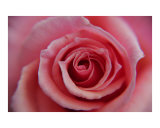 in Rose