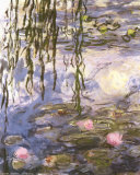 Waterlilies