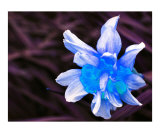 Narcissus 3