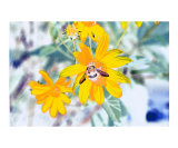 Daisies and Bumblebee