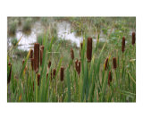 Cattails