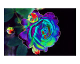 Blue Green Rose
