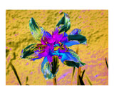 Narcissus 1