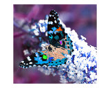 Butterfly Bush