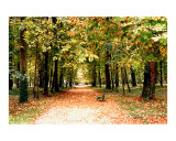 L'automne Dans Le Parc