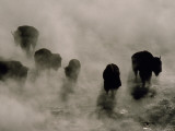 Silhouettes in the Mist  American Bison Search for Food  Midway Geyser Basin  Yellowstone  Wyoming