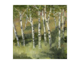 Birches Near a Lake Michigan Dune
