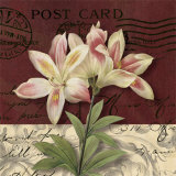 Postcard Lily