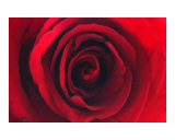 Sumi Rose