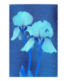 Blue Iris Couple