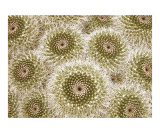 Cactus Spirals