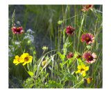 Wildflower Bouquet