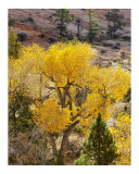 Zion Cottonwood