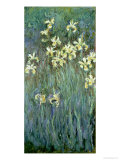The Yellow Irises