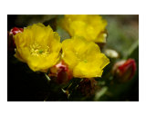 Prickly Pear Blossoms