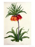 Fritillaria Imperialis From  Les Lilacees  1802-8