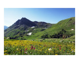 Yankee Boy Meadow