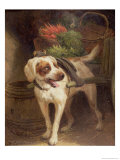 The Grocer's Dog