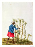 Slave Cutting Sugar Cane  from the Illes De L'Amerique in the Antilles  End of the 17th Century