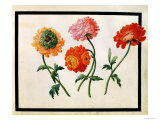 Chrysanthemums