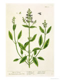 Salviam from "A Curious Herbal " 1782