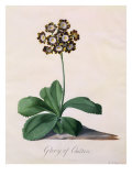 Glory of Chilton