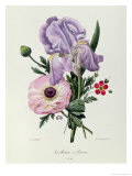 Iris  Anemone and Geranium