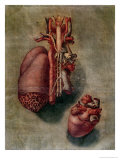 The Heart  Plate from Anatomy of the Visceras