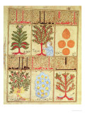 Medicinal Plants for the Theriac  from "Treatise of Theriac"