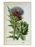Artichoke  Botanical Plate