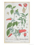 Guinea Pepper Plate 129 from the German Edition of "A Curious Herbal " Published in 1757