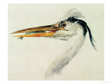 Heron with a Fish