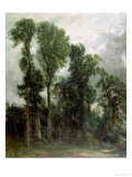 Trees at Hampstead