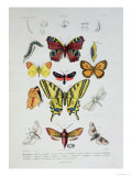 Various Butterflies from "Dictionnaire Elementaire D'Histoire Naturelle"