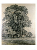 Elm Trees in Old Hall Park  East Bergholt  1817