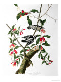 Downy Woodpecker  from "Birds of America"