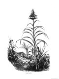 Sugar Cane