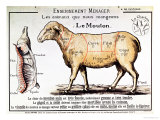 Mutton: Diagram Depicting the Different Cuts of Meat