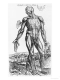 Anatomical Study  Illustration from "De Humani Corporis Fabrica"  1543