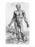 Anatomical Study  Illustration from "De Humani Corporis Fabrica"  1543
