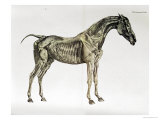 Third Anatomical Table  from "The Anatomy of the Horse"