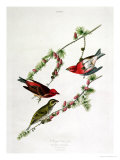 Purple Finch  from "Birds of America"