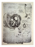 The Human Foetus in the Womb  Facsimile Copy