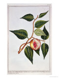 Nutmeg  Plate 7  from 
